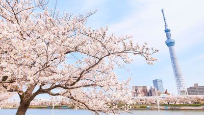 [HOT] Tour Nhật Bản Mùa Hoa Anh Đào Bán Chạy Nhất 2026: Osaka - Kobe - Kyoto - Nagoya - Núi Phú Sĩ - Tokyo 6N5Đ - Image - 9143